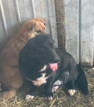 MARTI, Hund, Mischlingshund in Rumänien - Bild 12