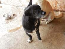 MARTI, Hund, Mischlingshund in Rumänien - Bild 3