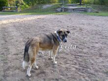 BELLA, Hund, Herdenschutzhund-Mix in Heroldsbach - Bild 1
