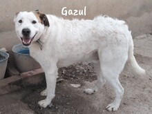GAZUL, Hund, Boxer-Herdenschutz-Mix in Spanien - Bild 1
