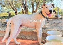 GAZUL, Hund, Boxer-Herdenschutz-Mix in Spanien - Bild 10
