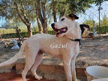GAZUL, Hund, Boxer-Herdenschutz-Mix in Spanien - Bild 12