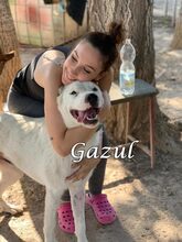 GAZUL, Hund, Boxer-Herdenschutz-Mix in Spanien - Bild 13