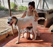 GAZUL, Hund, Boxer-Herdenschutz-Mix in Spanien - Bild 14