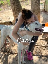 GAZUL, Hund, Boxer-Herdenschutz-Mix in Spanien - Bild 15
