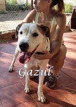 GAZUL, Hund, Boxer-Herdenschutz-Mix in Spanien - Bild 16
