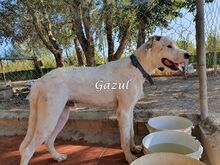 GAZUL, Hund, Boxer-Herdenschutz-Mix in Spanien - Bild 17
