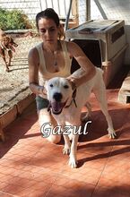 GAZUL, Hund, Boxer-Herdenschutz-Mix in Spanien - Bild 18