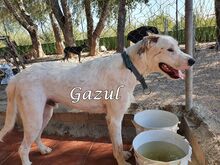 GAZUL, Hund, Boxer-Herdenschutz-Mix in Spanien - Bild 19