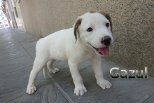 GAZUL, Hund, Boxer-Herdenschutz-Mix in Spanien - Bild 20