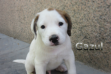 GAZUL, Hund, Boxer-Herdenschutz-Mix in Spanien - Bild 21