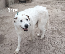 GAZUL, Hund, Boxer-Herdenschutz-Mix in Spanien - Bild 3