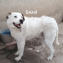 GAZUL, Hund, Boxer-Herdenschutz-Mix in Spanien - Bild 5