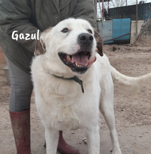 GAZUL, Hund, Boxer-Herdenschutz-Mix in Spanien - Bild 6