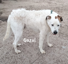 GAZUL, Hund, Boxer-Herdenschutz-Mix in Spanien - Bild 7