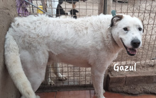 GAZUL, Hund, Boxer-Herdenschutz-Mix in Spanien - Bild 9