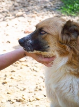 RAFFAELE, Hund, Mischlingshund in Italien - Bild 2