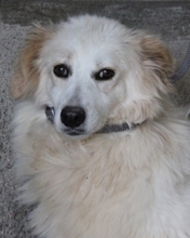 SANSONE, Hund, Mischlingshund in Italien - Bild 1