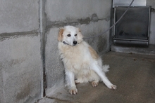 SANSONE, Hund, Mischlingshund in Italien - Bild 2