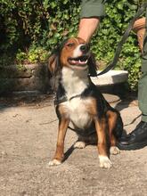 SATIS, Hund, Mischlingshund in Italien - Bild 3