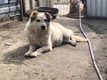 TINA, Hund, Mischlingshund in Rumänien - Bild 10