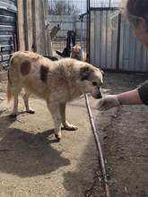 TINA, Hund, Mischlingshund in Rumänien - Bild 9