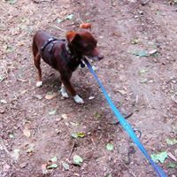 KARA, Hund, Mischlingshund in Laubach - Bild 3