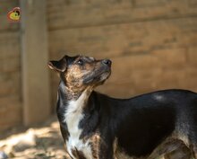 VALERY, Hund, Mischlingshund in Slowakische Republik - Bild 1