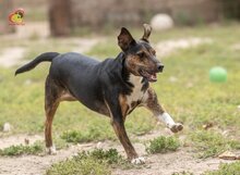 VALERY, Hund, Mischlingshund in Slowakische Republik - Bild 10