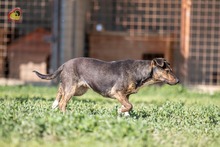 VALERY, Hund, Mischlingshund in Slowakische Republik - Bild 11