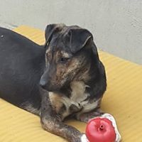 VALERY, Hund, Mischlingshund in Slowakische Republik - Bild 16