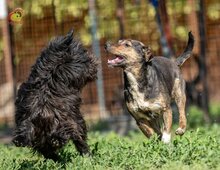 VALERY, Hund, Mischlingshund in Slowakische Republik - Bild 17