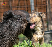 VALERY, Hund, Mischlingshund in Slowakische Republik - Bild 18