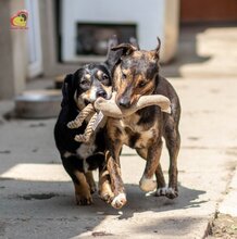 VALERY, Hund, Mischlingshund in Slowakische Republik - Bild 19