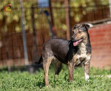 VALERY, Hund, Mischlingshund in Slowakische Republik - Bild 2