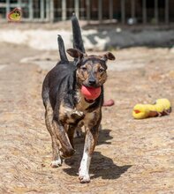 VALERY, Hund, Mischlingshund in Slowakische Republik - Bild 20