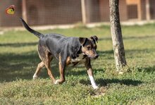 VALERY, Hund, Mischlingshund in Slowakische Republik - Bild 3