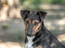 VALERY, Hund, Mischlingshund in Slowakische Republik - Bild 4