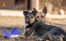 VALERY, Hund, Mischlingshund in Slowakische Republik - Bild 6