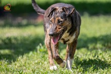 VALERY, Hund, Mischlingshund in Slowakische Republik - Bild 7