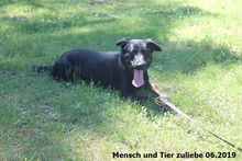 TAMO, Hund, Deutscher Schäferhund-Mix in Polen - Bild 2