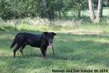 TAMO, Hund, Deutscher Schäferhund-Mix in Polen - Bild 5