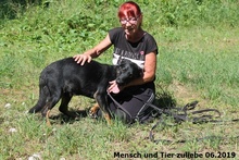 TAMO, Hund, Deutscher Schäferhund-Mix in Polen - Bild 6
