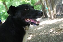 DEZSÖ, Hund, Mischlingshund in Ungarn - Bild 3