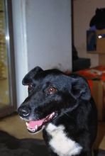 DEZSÖ, Hund, Mischlingshund in Ungarn - Bild 9
