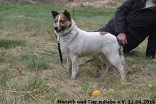 TALES, Hund, Mischlingshund in Polen - Bild 1