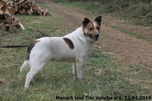 TALES, Hund, Mischlingshund in Polen - Bild 2