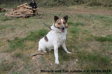 TALES, Hund, Mischlingshund in Polen - Bild 3