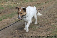 TALES, Hund, Mischlingshund in Polen - Bild 4