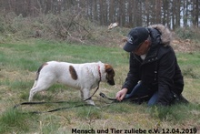 TALES, Hund, Mischlingshund in Polen - Bild 6